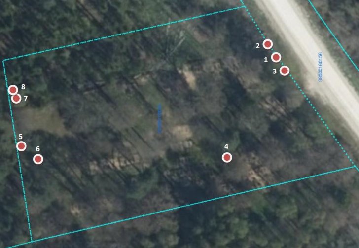 Plānotā koku ciršana Alakstes kapos